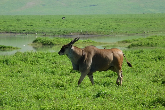 Selous Game Reserve  