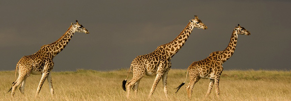Welcome to Tanzania Wildlife Safaris 
