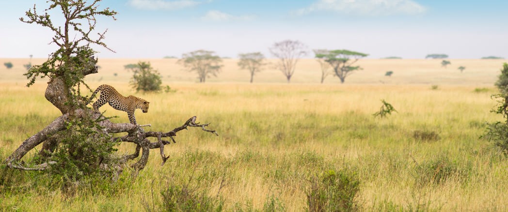 Tanzania Wildlife Safaris 