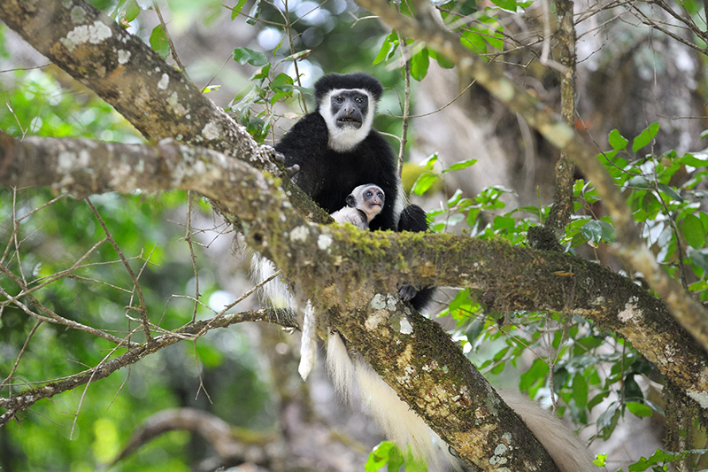 Arusha National Park  