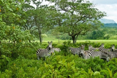 Arusha National Park  