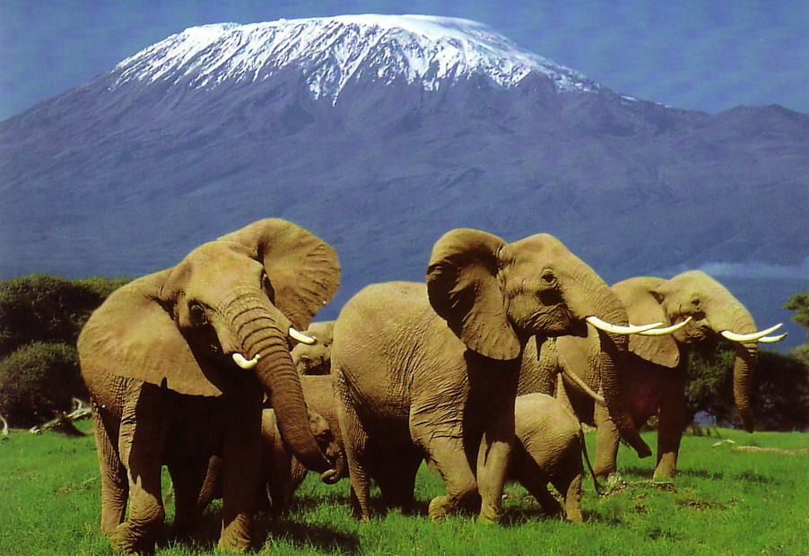 Kilimanjaro National Park 