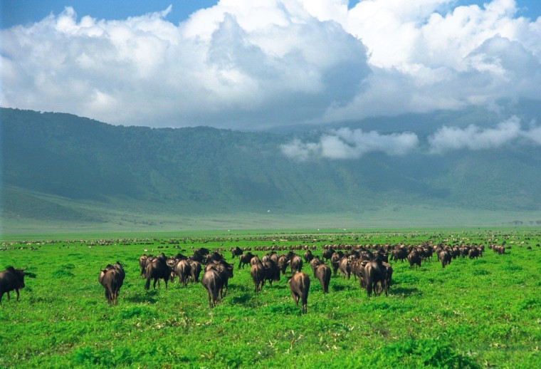 Ngorongoro National Park 
