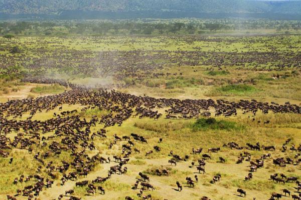 Tanzania Wildlife Safaris 