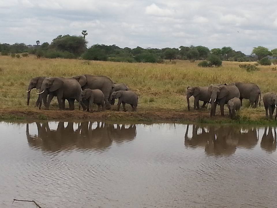 Lake Manyara & Ngorongoro Crater 4 Day(s) Wildlife Experience Zanzibar Tours & Safaris Ltd